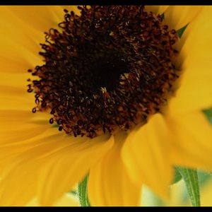 Meet your Posher, Gavin